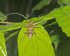 Macropophora trochlearis