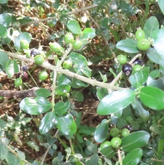 Empogona maputensis