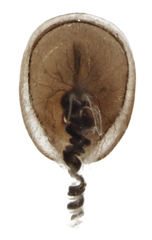 Phacophallus parumpunctatus