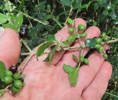 Empogona maputensis