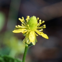 Ranunculus hydrocharoides