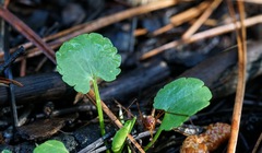 Ranunculus hydrocharoides