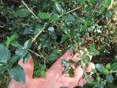 Empogona maputensis