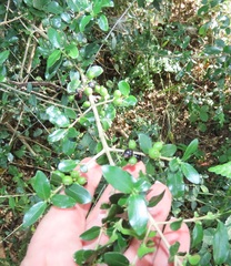 Empogona maputensis