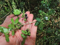 Empogona maputensis
