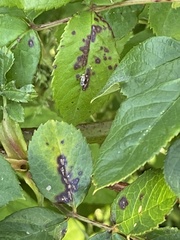 Diplocarpon