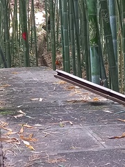 Erithacus rubecula