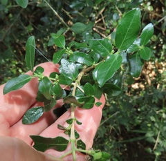Empogona maputensis
