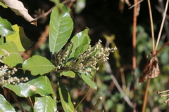 Brachylaena discolor