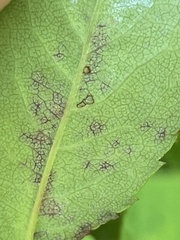 Diplocarpon