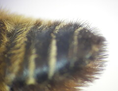 Megachile willughbiella
