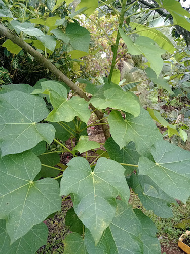 Barbados Nut