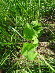 Plantago winteri