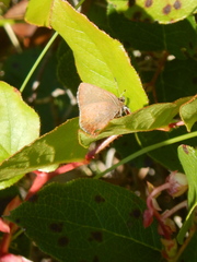 Callophrys augustinus iroides