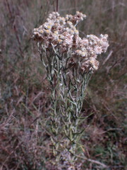 Pseudognaphalium oligandrum