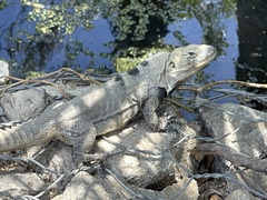 Ctenosaura hemilopha