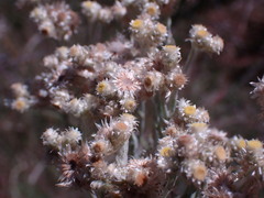 Pseudognaphalium oligandrum