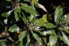 Brachylaena discolor