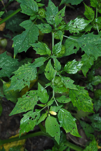 Physalis angulata