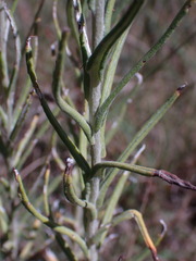 Pseudognaphalium oligandrum