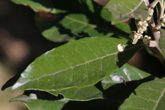 Brachylaena discolor