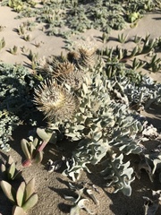 Cirsium rhothophilum