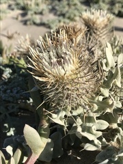 Cirsium rhothophilum
