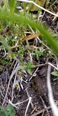 Dichodon cerastoides