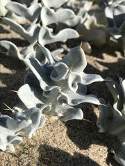 Cirsium rhothophilum