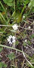 Dichodon cerastoides