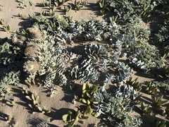 Cirsium rhothophilum