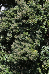 Brachylaena discolor