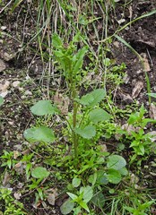 Packera pseudaurea
