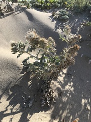 Cirsium rhothophilum