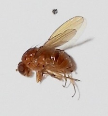 Camptoprosopella slossonae