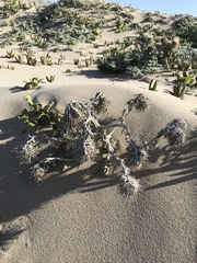 Cirsium rhothophilum