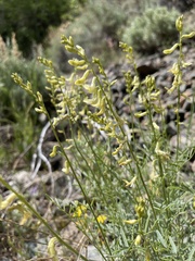 Astragalus filipes
