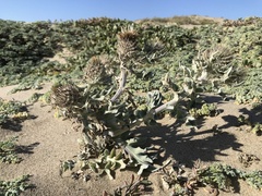 Cirsium rhothophilum