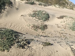 Cirsium rhothophilum