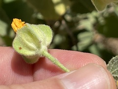 Abutilon abutiloides