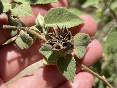 Abutilon abutiloides