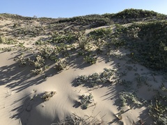 Cirsium rhothophilum