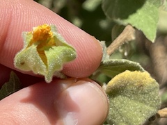 Abutilon abutiloides