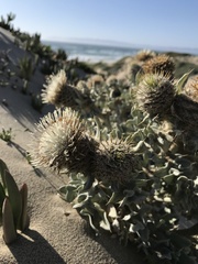 Cirsium rhothophilum