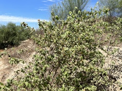 Abutilon abutiloides
