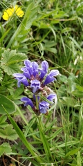 Dracocephalum ruyschiana