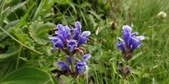 Dracocephalum ruyschiana