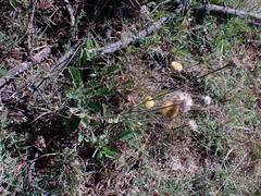 Nidorella podocephala