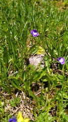 Pinguicula balcanica