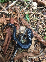 Plethodon jordani